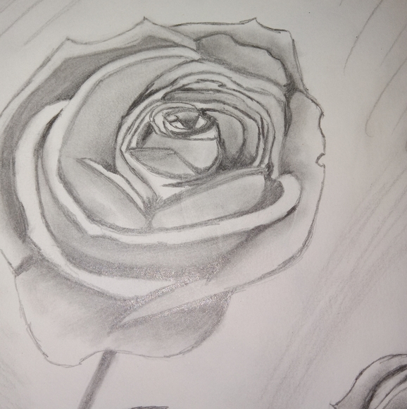 Framed Rose Sketch-Hand Drawn Roses-Pencil - Picture 7 of 8
